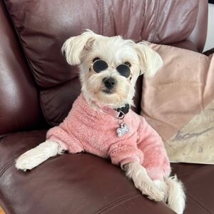 Pet Sunglasses Cat & Small Dog UV Protection Round Rose Gold Frame Pet Photo New